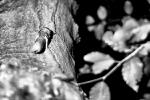 n8cache-3791-2009-06-26.jpg